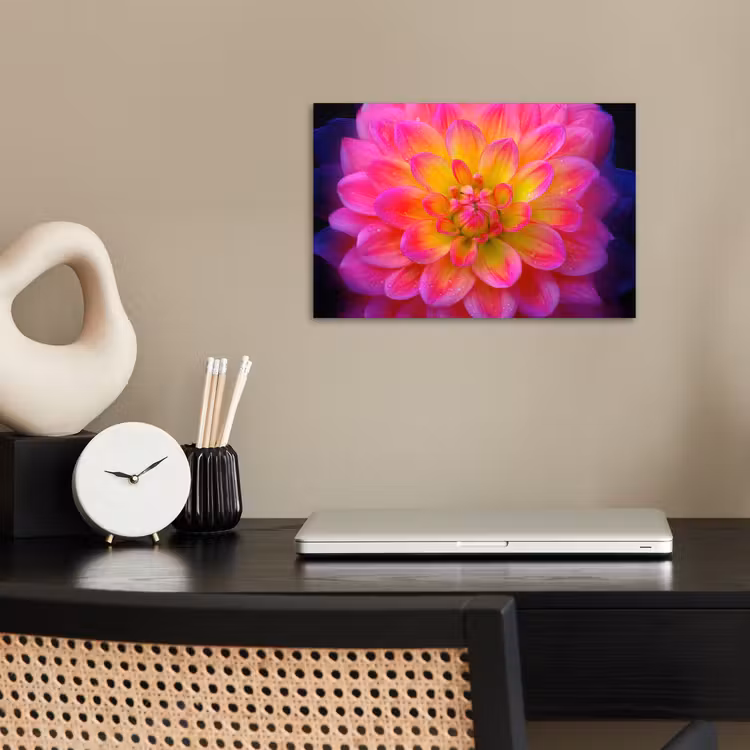 Poster - Roze - Dahlia - Kleurrijk — 2