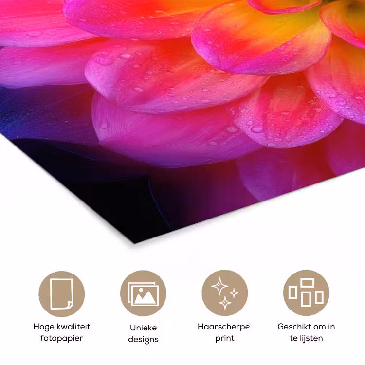 Poster - Roze - Dahlia - Kleurrijk — 5