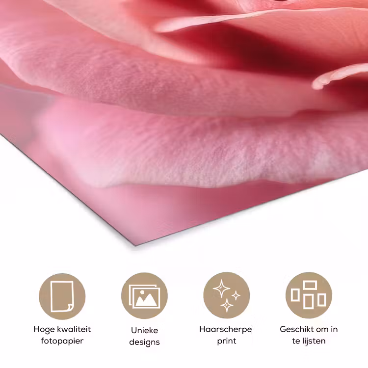 Poster - Roze - Roos - Romantisch — 5