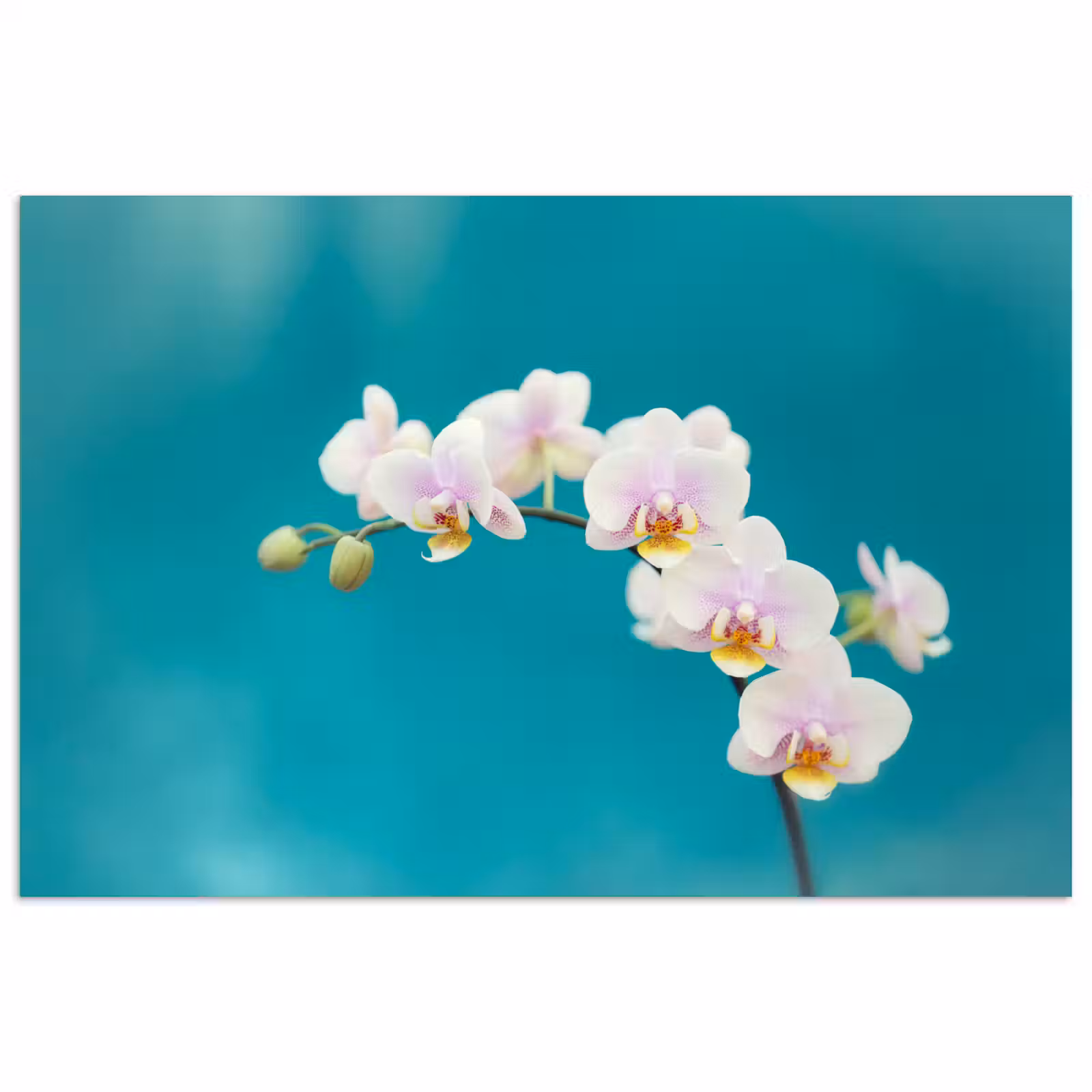 Poster - Orchidee - Bloemen - Plant - Wit - Paars — 1