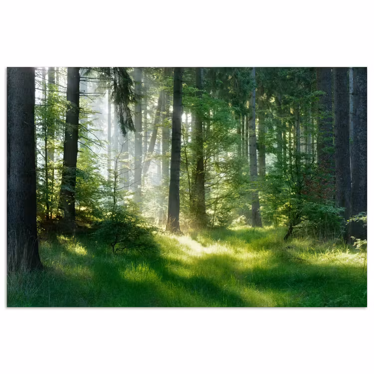 Poster - Natuur - Bomen - Bos - Groen - Zon - Gras - Planten — 1