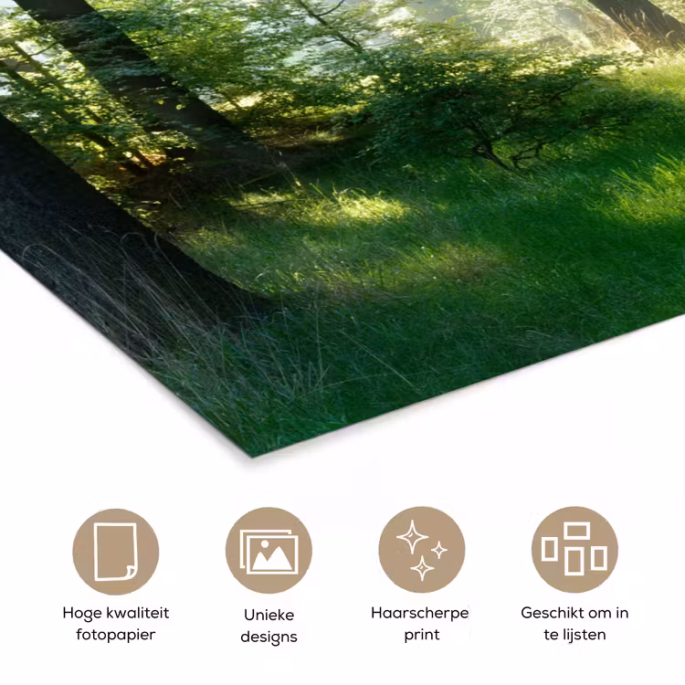 Poster - Natuur - Bomen - Bos - Groen - Zon - Gras - Planten — 5
