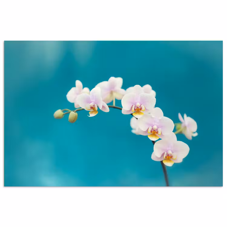 Poster - Orchidee - Bloemen - Plant - Wit - Paars — 1