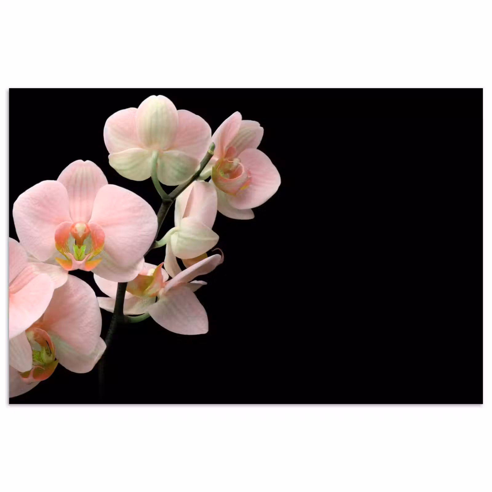 Poster - Orchidee - Bloemen - Roze - Stilleven - Flora — 1