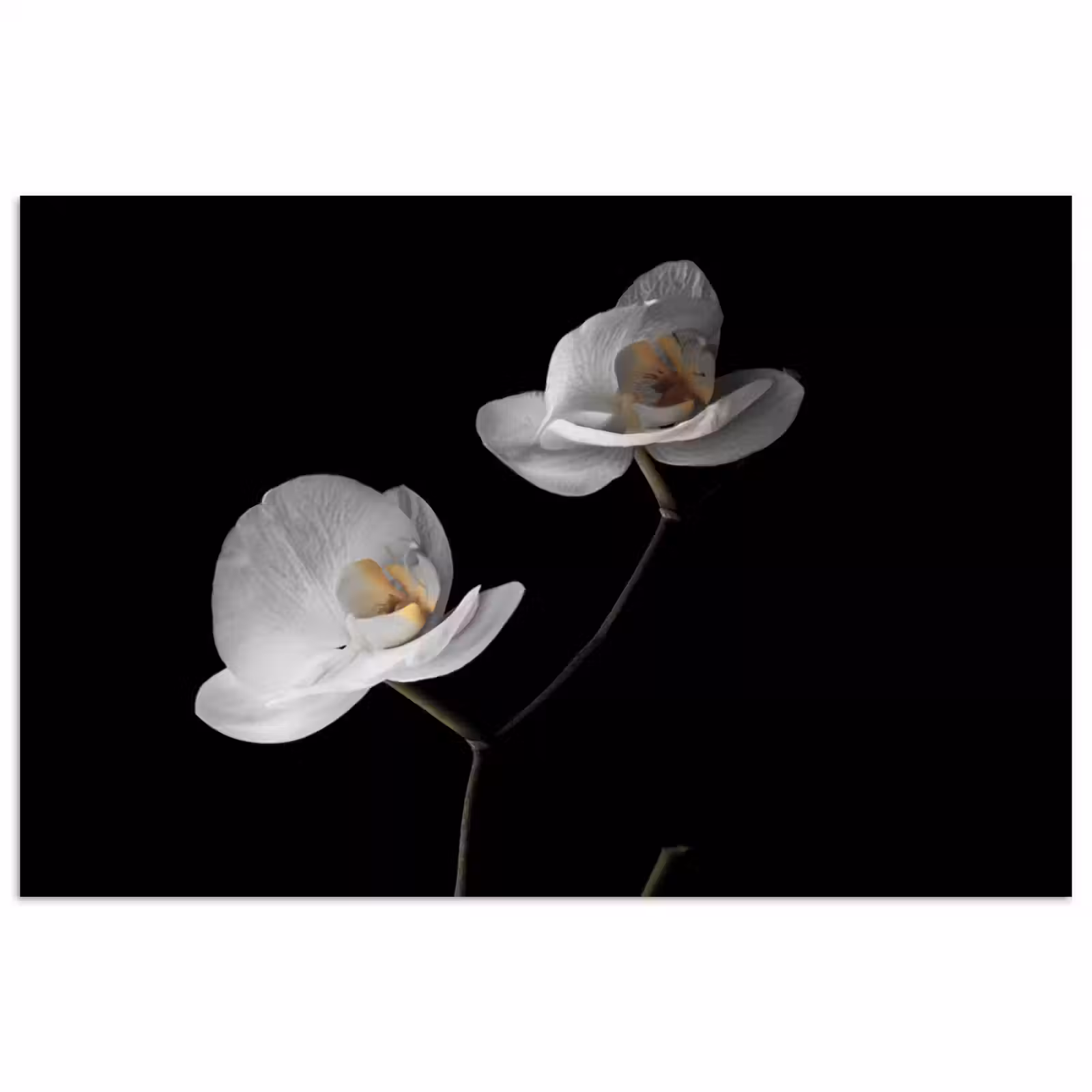 Poster - Orchidee - Bloemen - Zwart - Wit - Stilleven — 1