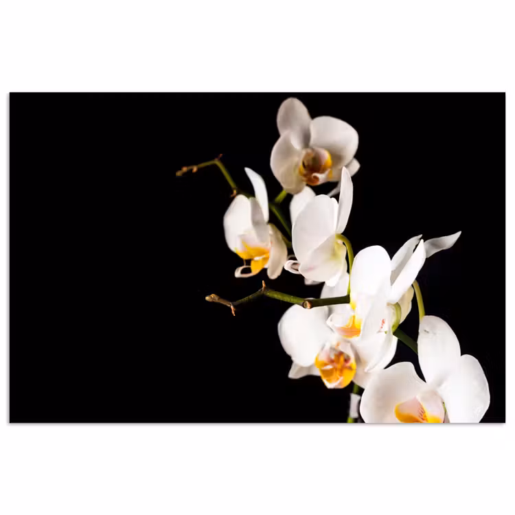 Poster - Orchidee - Bloemen - Planten - Botanisch — 1