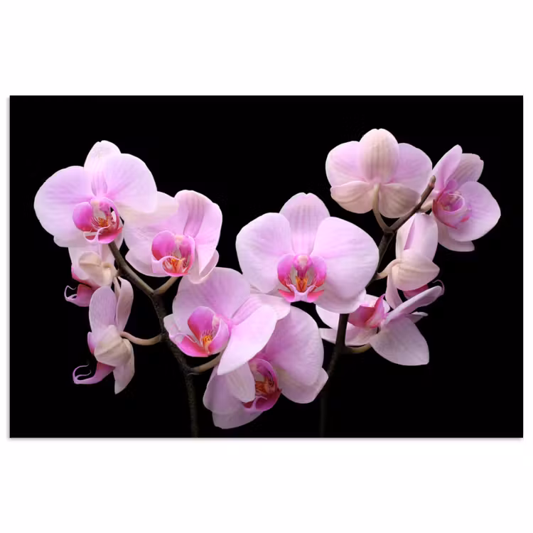 Poster - Orchidee - Bloemen - Roze - Flora — 1