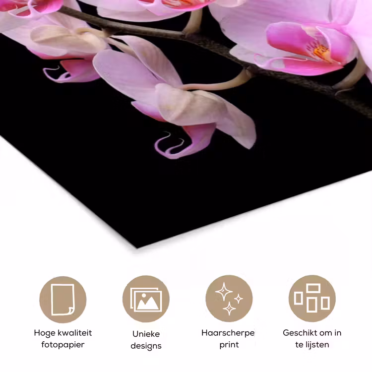 Poster - Orchidee - Bloemen - Roze - Flora — 5