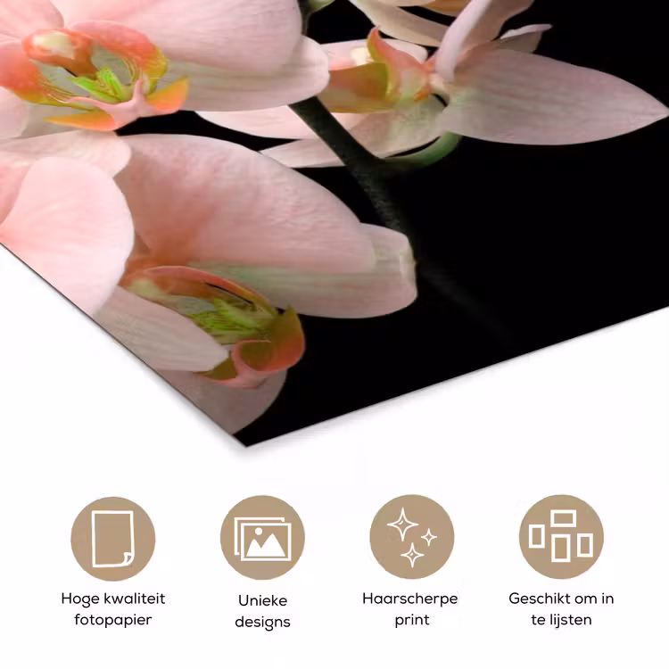 Poster - Orchidee - Bloemen - Roze - Stilleven - Flora — 5