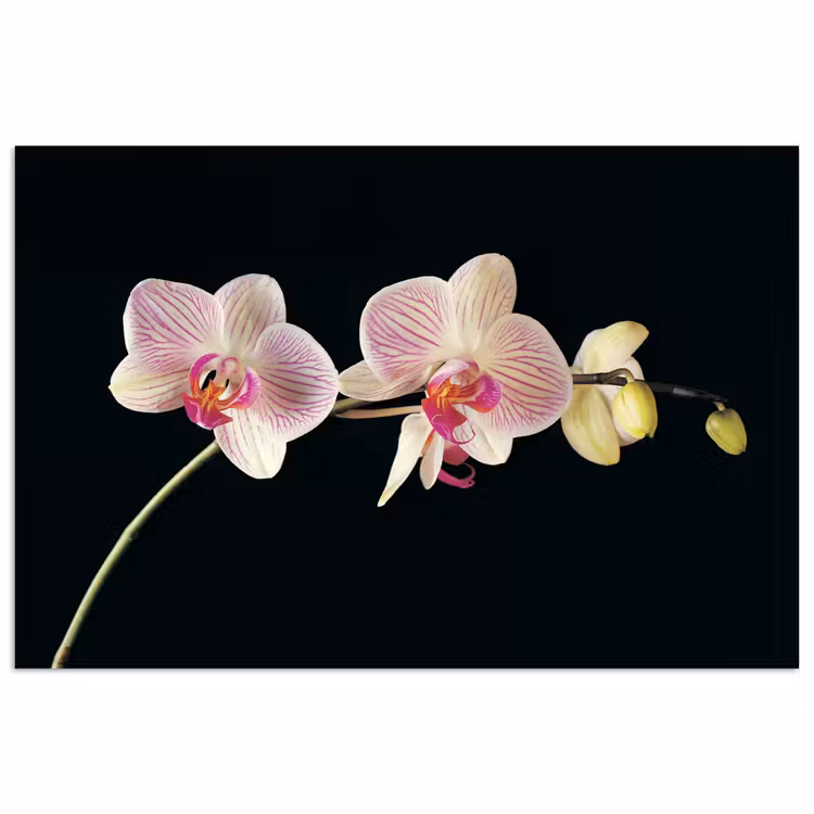 Poster - Orchidee - Bloemen - Zwart - Roze - Knoppen — 1