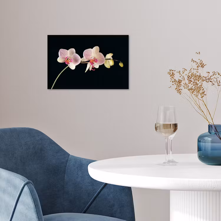 Poster - Orchidee - Bloemen - Zwart - Roze - Knoppen — 4