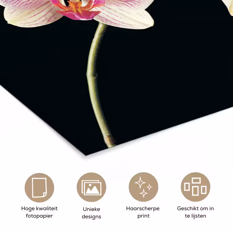 Poster - Orchidee - Bloemen - Zwart - Roze - Knoppen — 5