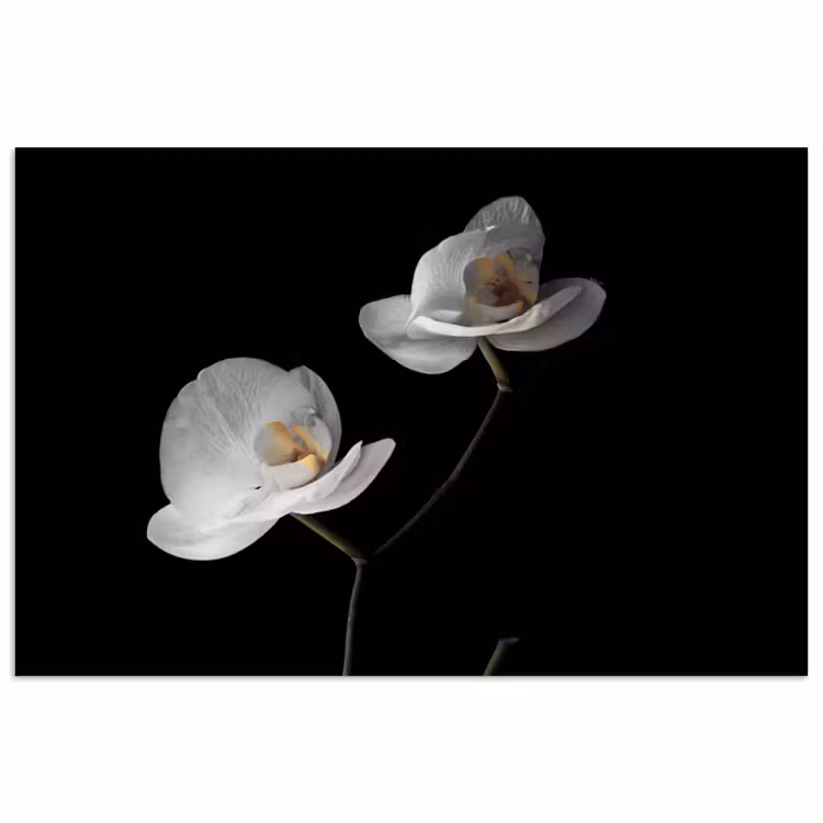 Poster - Orchidee - Bloemen - Zwart - Wit - Stilleven — 1