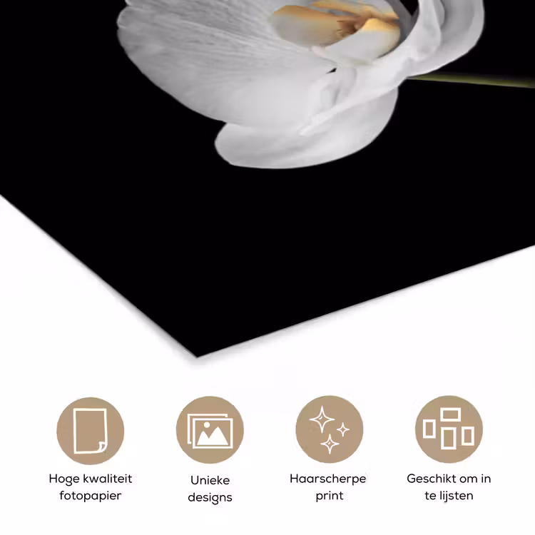 Poster - Orchidee - Bloemen - Zwart - Wit - Stilleven — 5