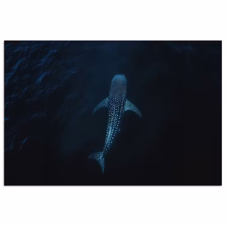 Poster - Oceaan - Walvishaai - Donkerblauw - Vlekken — 1