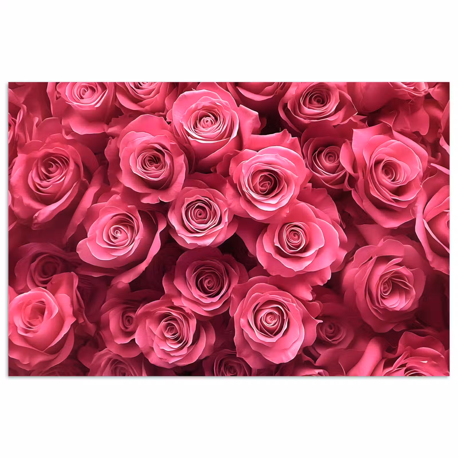 Poster - Rozen - Pink - Bloem — 1