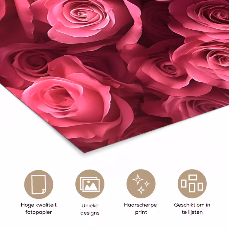 Poster - Rozen - Pink - Bloem — 5
