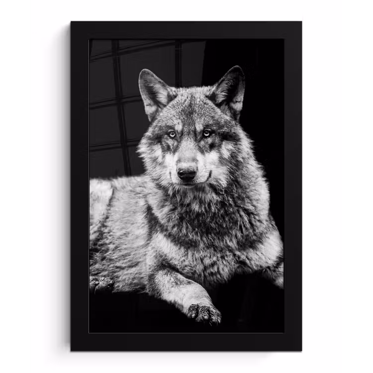 Poster met lijst - Wilde dieren - Wolf - Zwart - Wit — 1