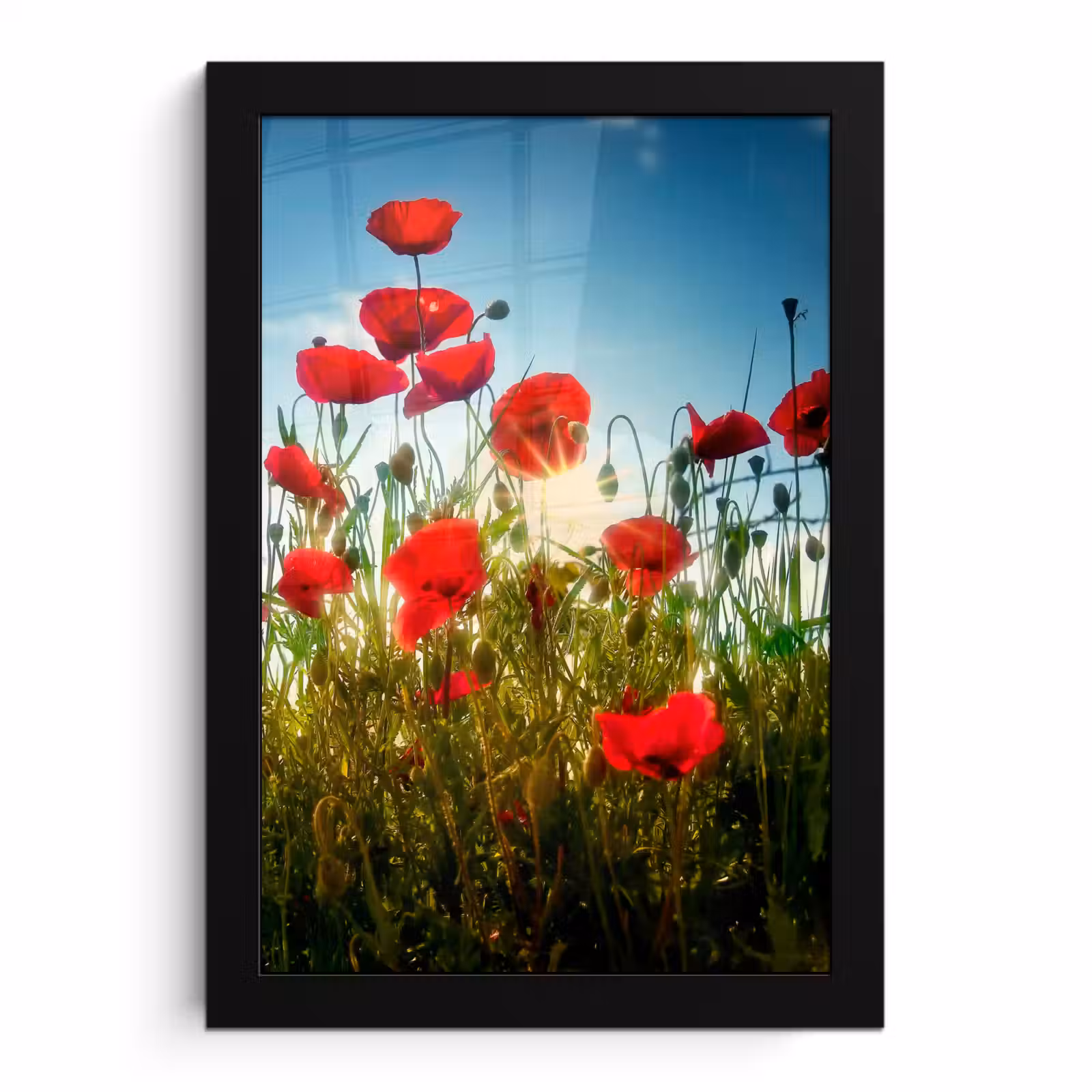Poster met lijst - Klaprozen - Toscane - Zon - Rood - Blauw — 1