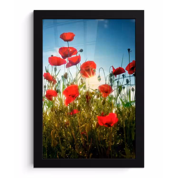 Poster met lijst - Klaprozen - Toscane - Zon - Rood - Blauw — 1