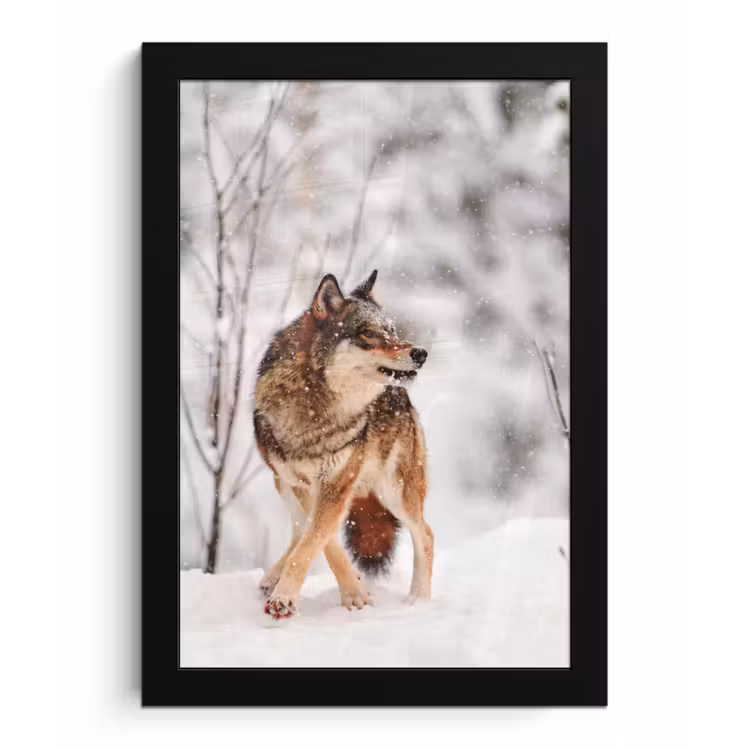 Poster met lijst - Wolf - Winter - Sneeuw - Natuur - Dieren — 1
