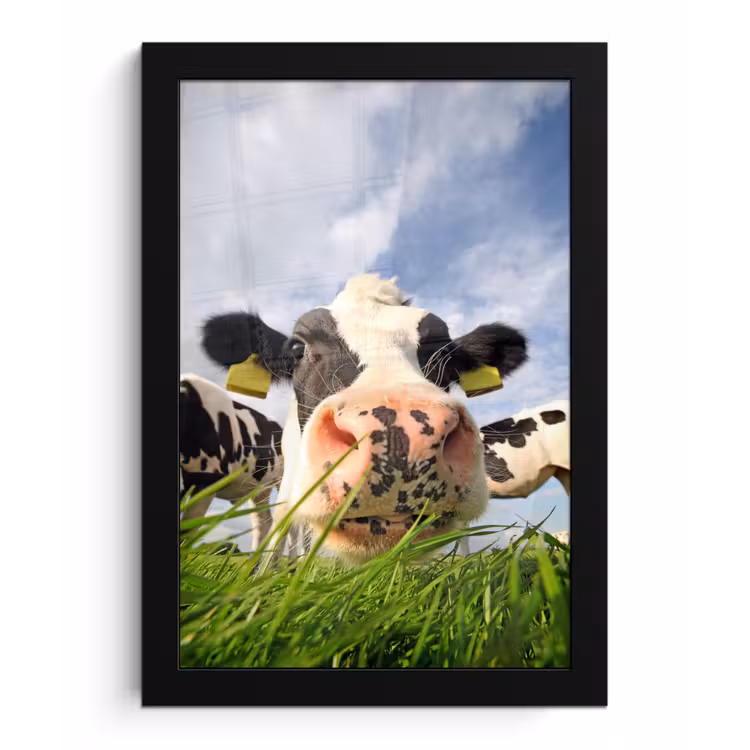 Poster met lijst - Koe - Boerderij - Gras - Dieren — 1