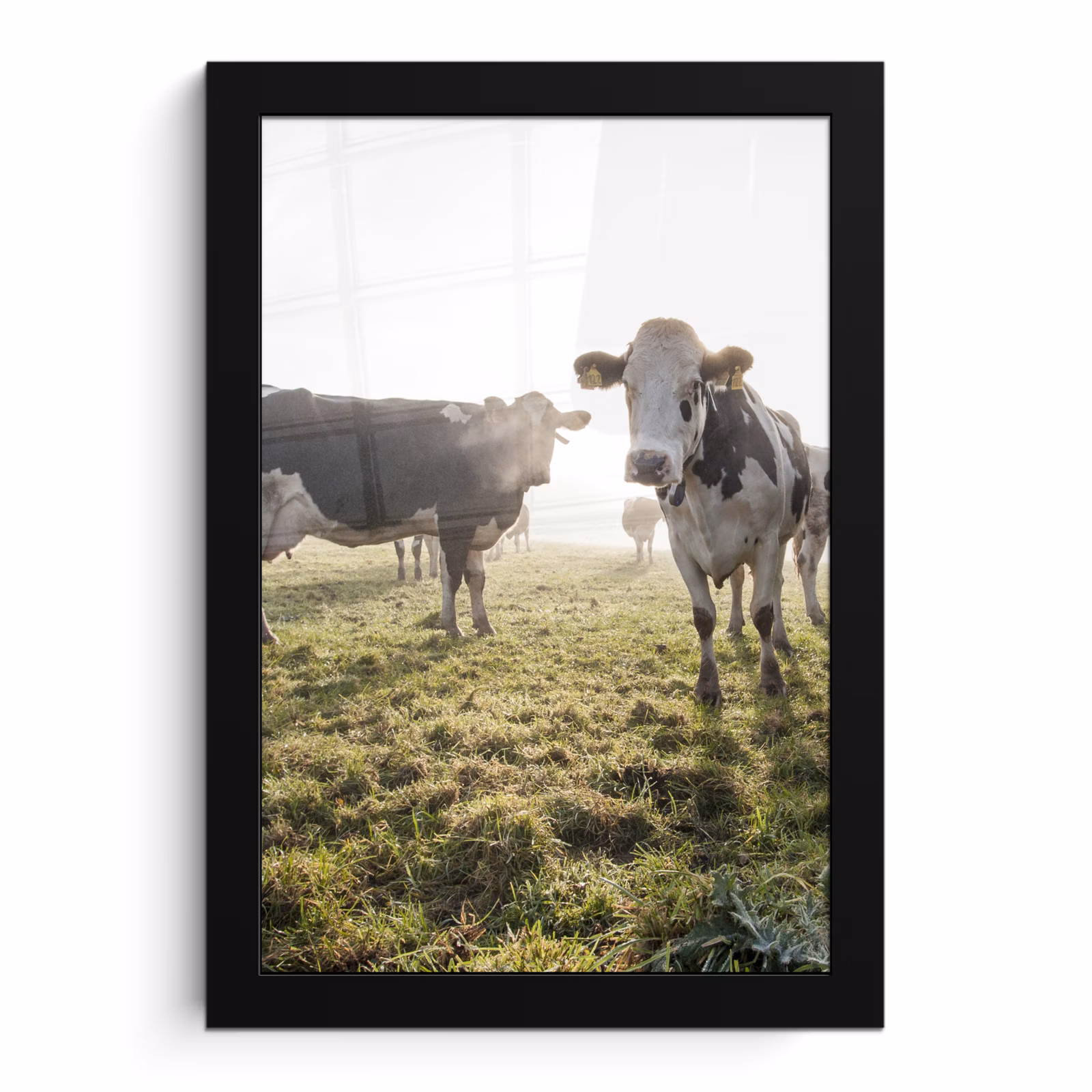 Poster met lijst - Koeien - Licht - Gras - Dieren — 1