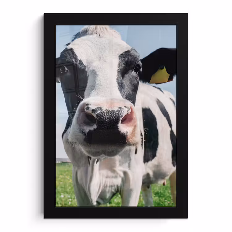 Poster met lijst - Koe - Weiland - Natuur - Dieren - Gras — 1