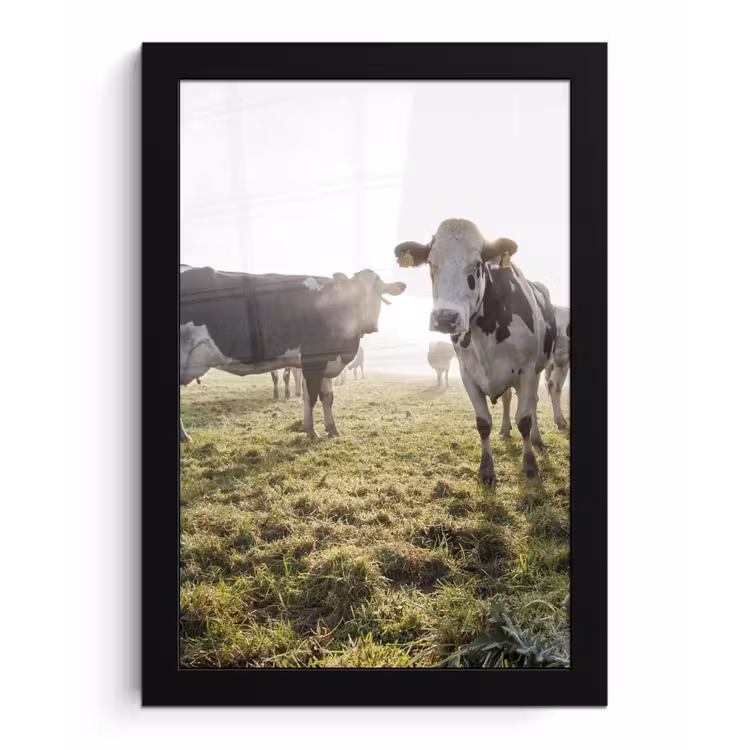 Poster met lijst - Koeien - Licht - Gras - Dieren — 1