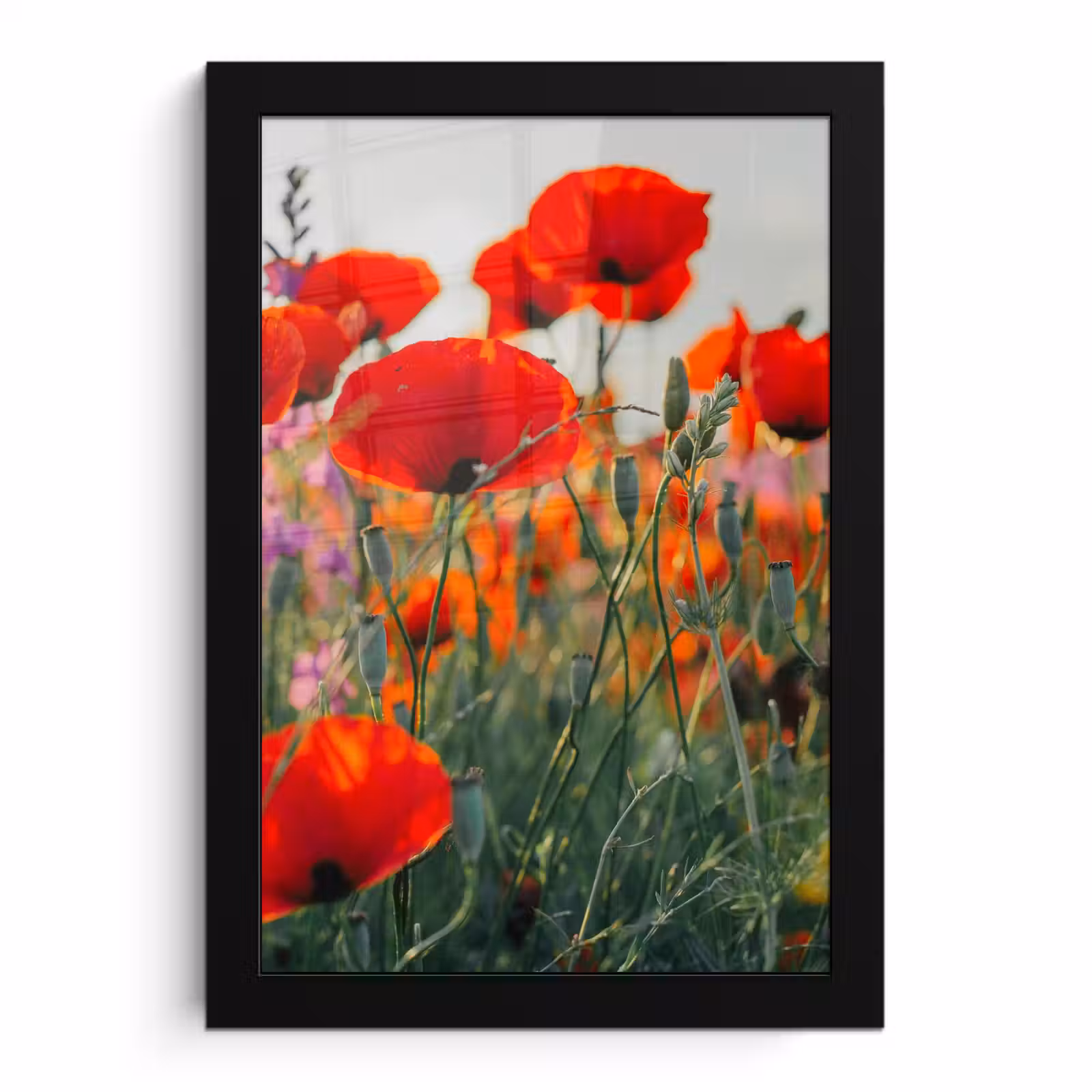 Poster met lijst - Klaproos - Bloemen - Rood - Paars - Weide — 1