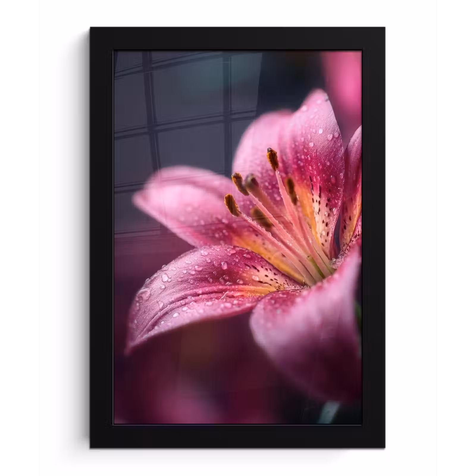 Poster met lijst - Roze - lelie - Dauwdruppels — 1