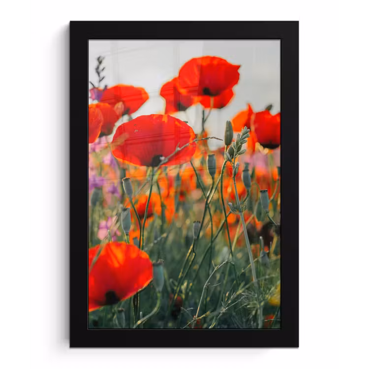 Poster met lijst - Klaproos - Bloemen - Rood - Paars - Weide — 1