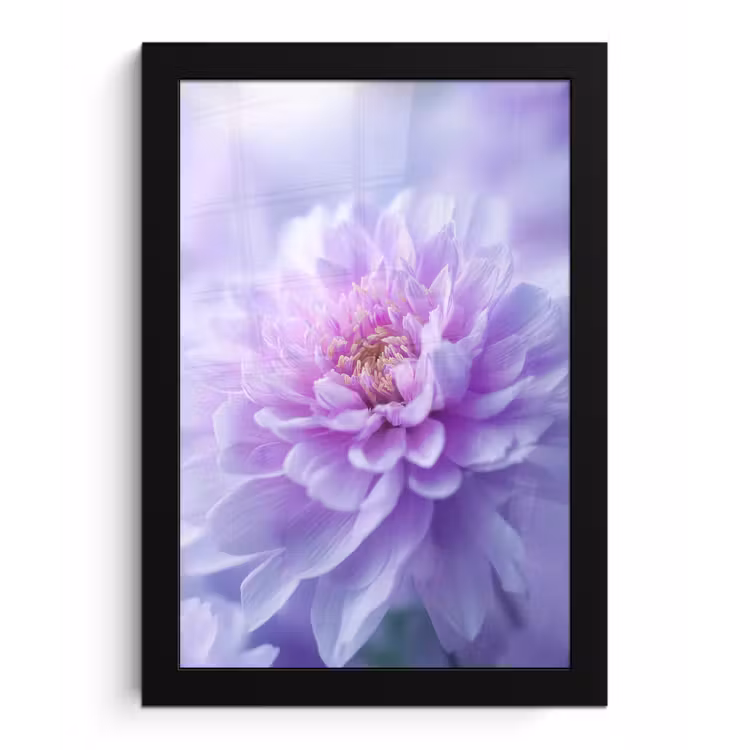 Poster met lijst - Paars - Dahlia - Dromerig — 1