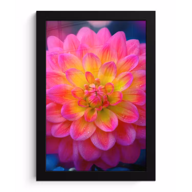 Poster met lijst - Roze - Dahlia - Kleurrijk — 1