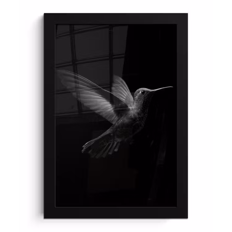 Poster met lijst - Kolibrie - Zwart - Dieren — 1