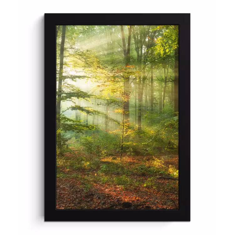 Poster met lijst - Zon - Bos - Bomen - Natuur - Herfst — 1