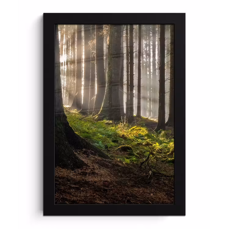 Poster met lijst - Zon - Takken - Bomen - Bos - Natuur — 1