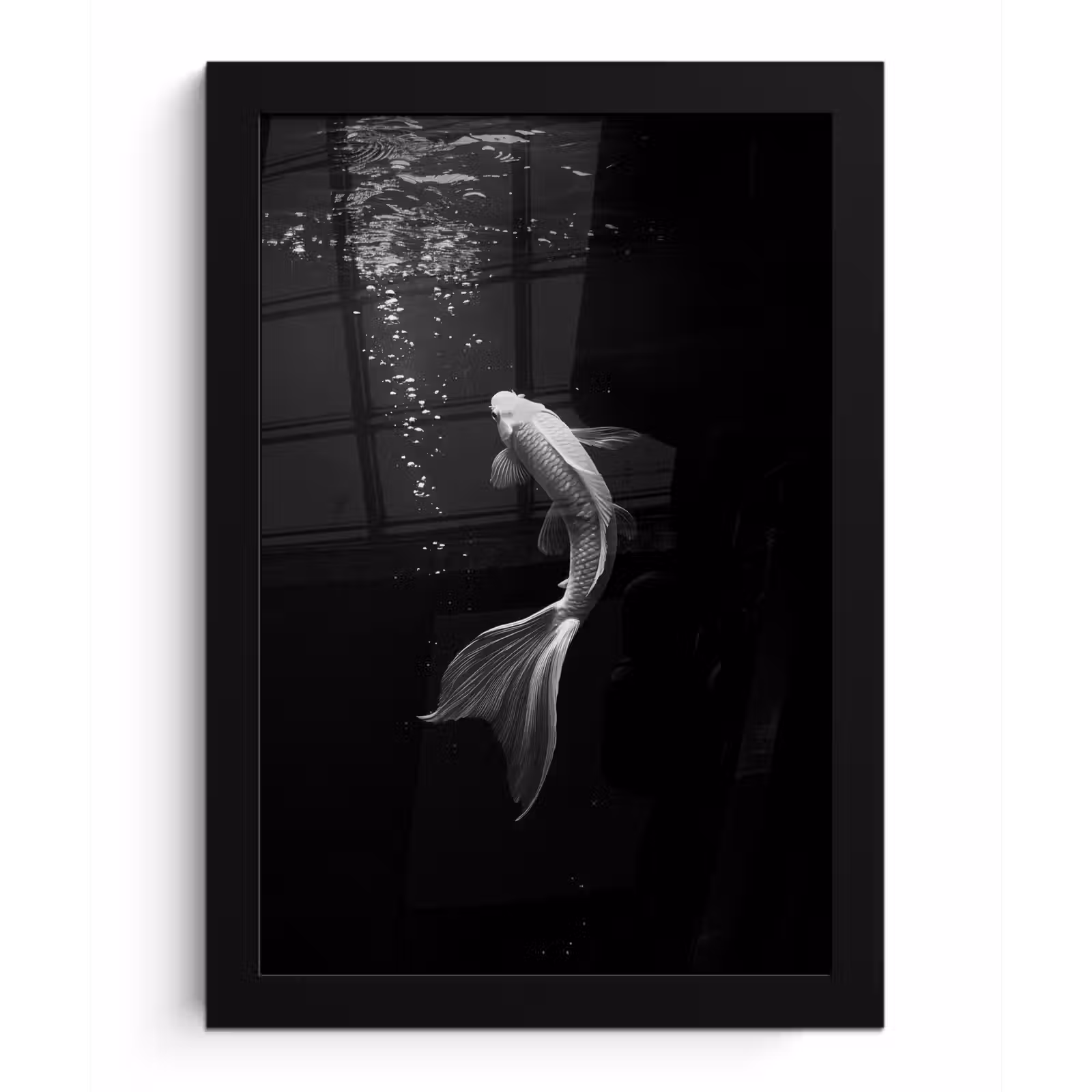 Poster met lijst - Koi - Vis - Wit - Zwart — 1