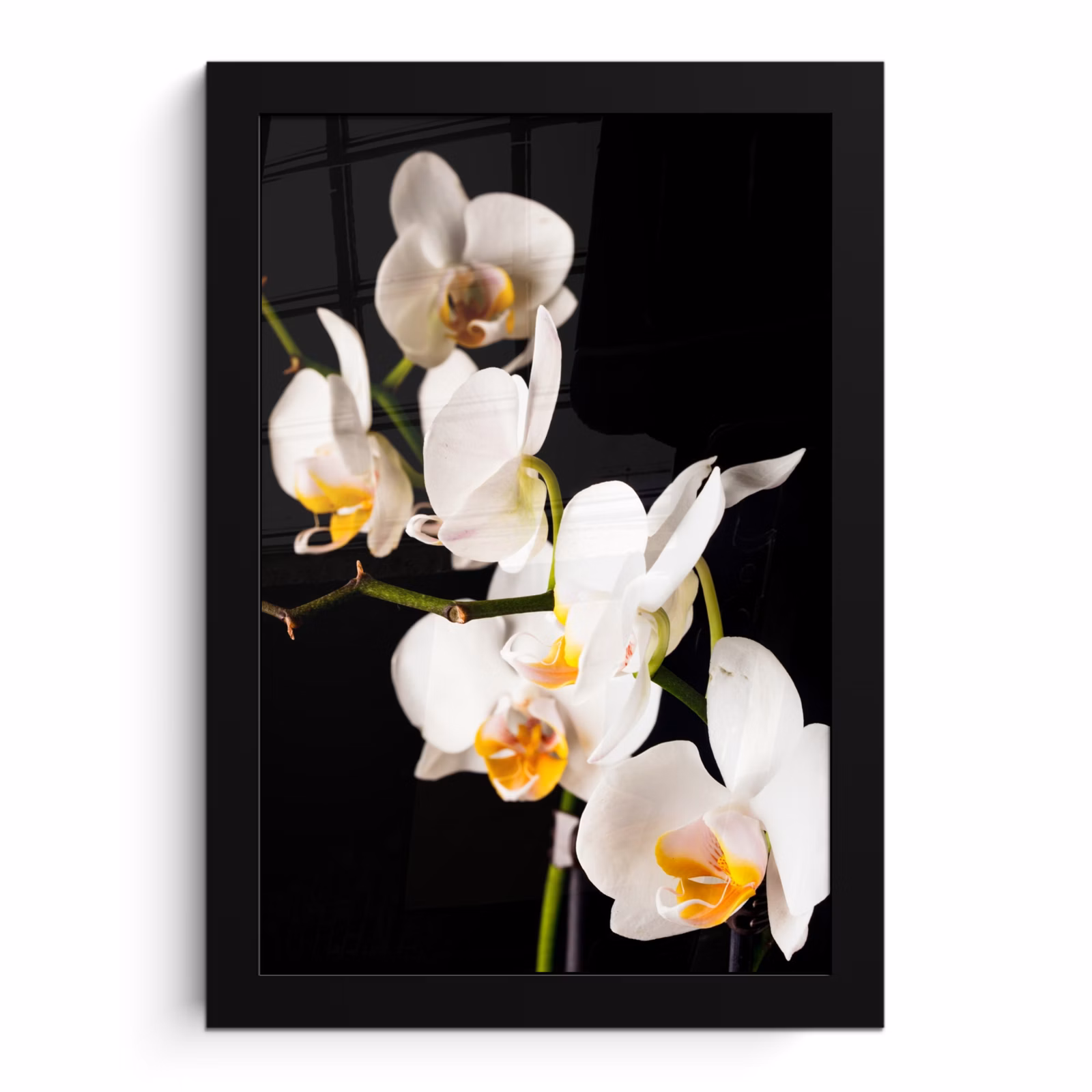 Poster met lijst - Orchidee - Bloemen - Planten - Botanisch — 1