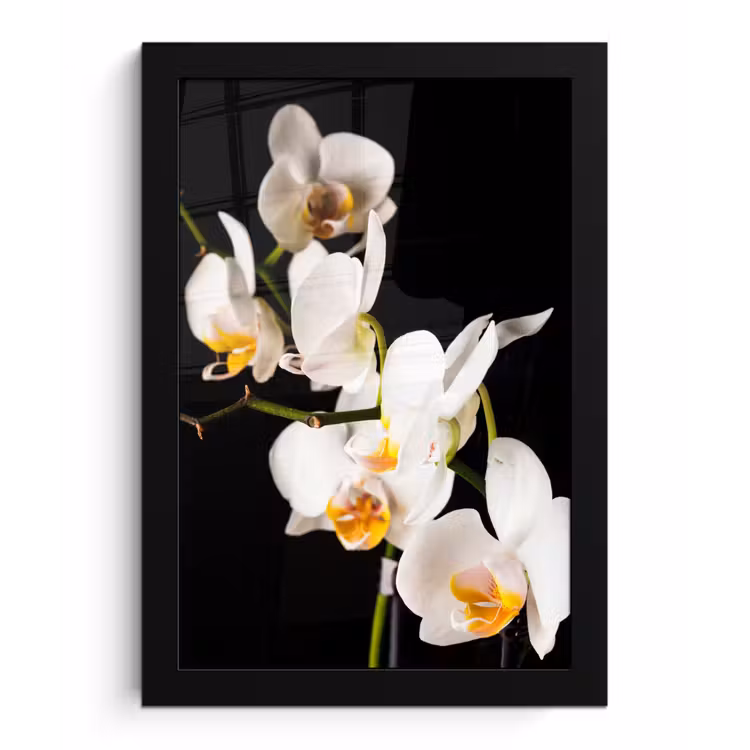 Poster met lijst - Orchidee - Bloemen - Planten - Botanisch — 1