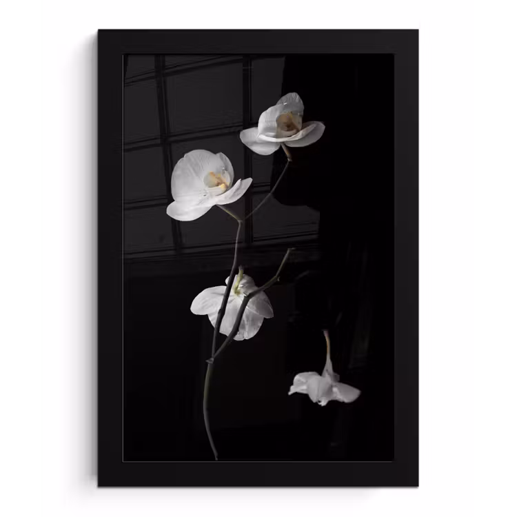Poster met lijst - Orchidee - Bloemen - Zwart - Wit - Stilleven — 1
