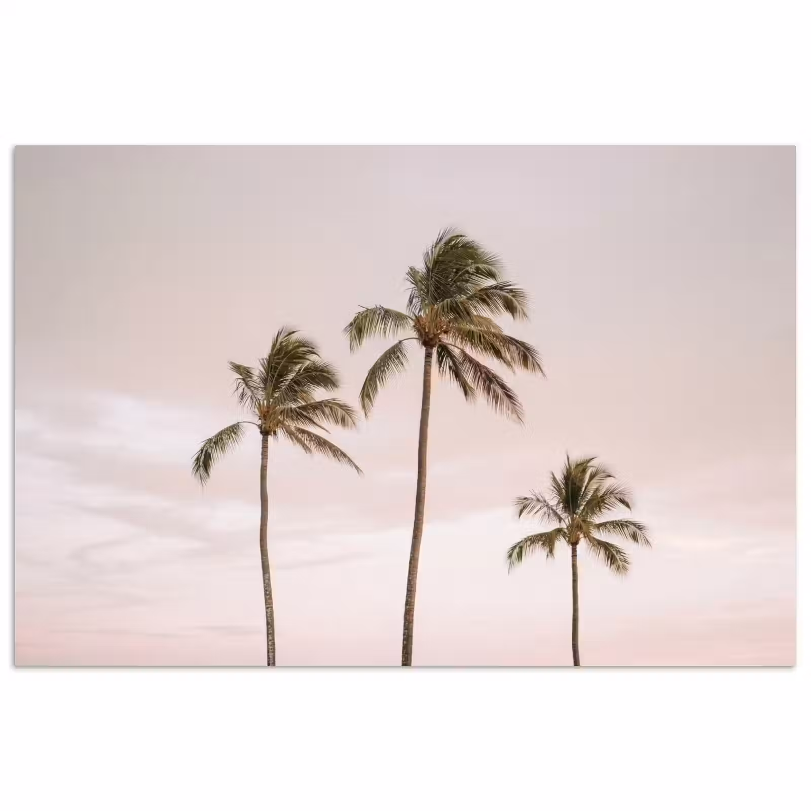 Poster - Palmbomen - Zonsondergang - Roze — 1