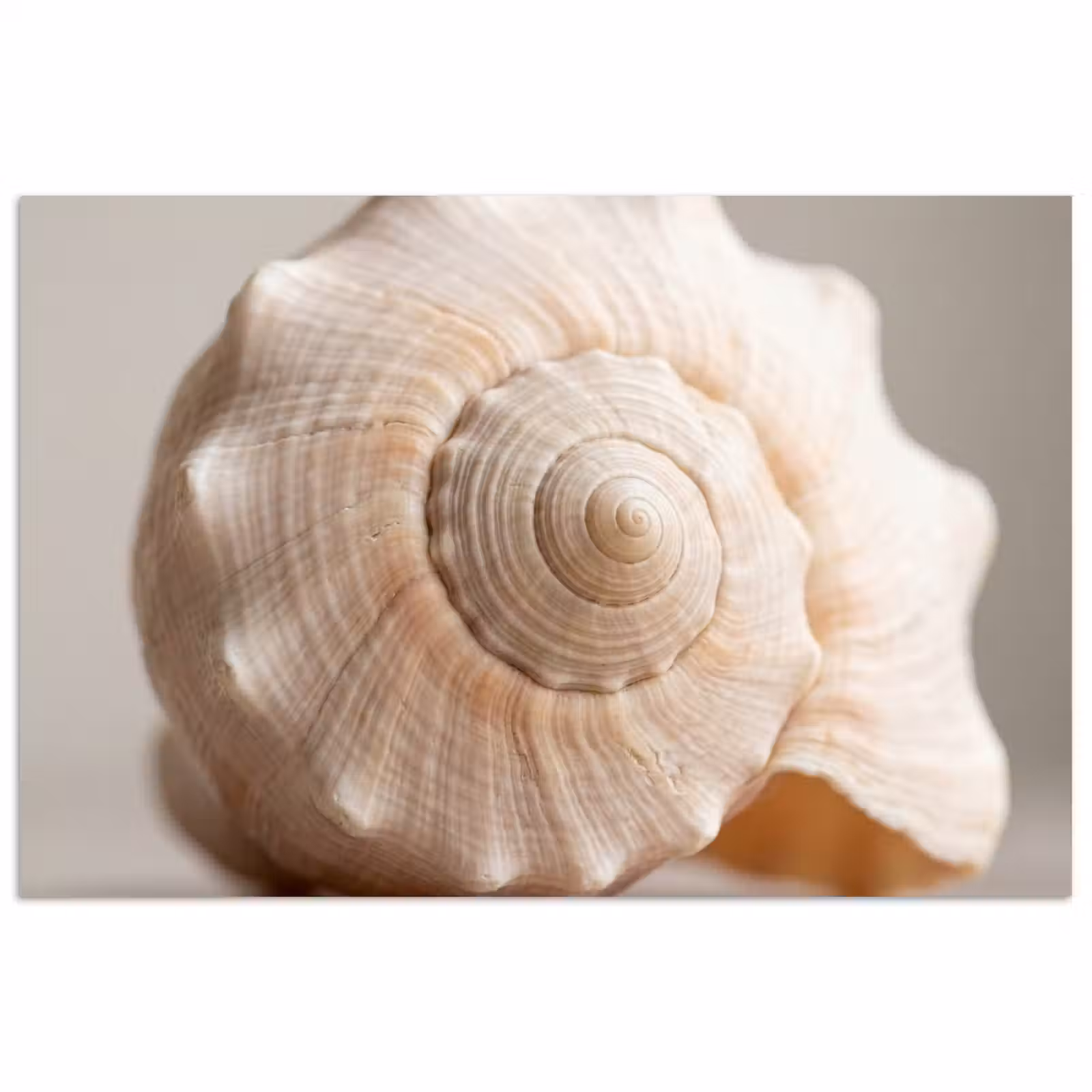 Poster - Schelp - Detail - Beige — 1
