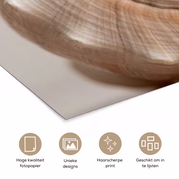 Poster - Schelp - Detail - Beige — 5