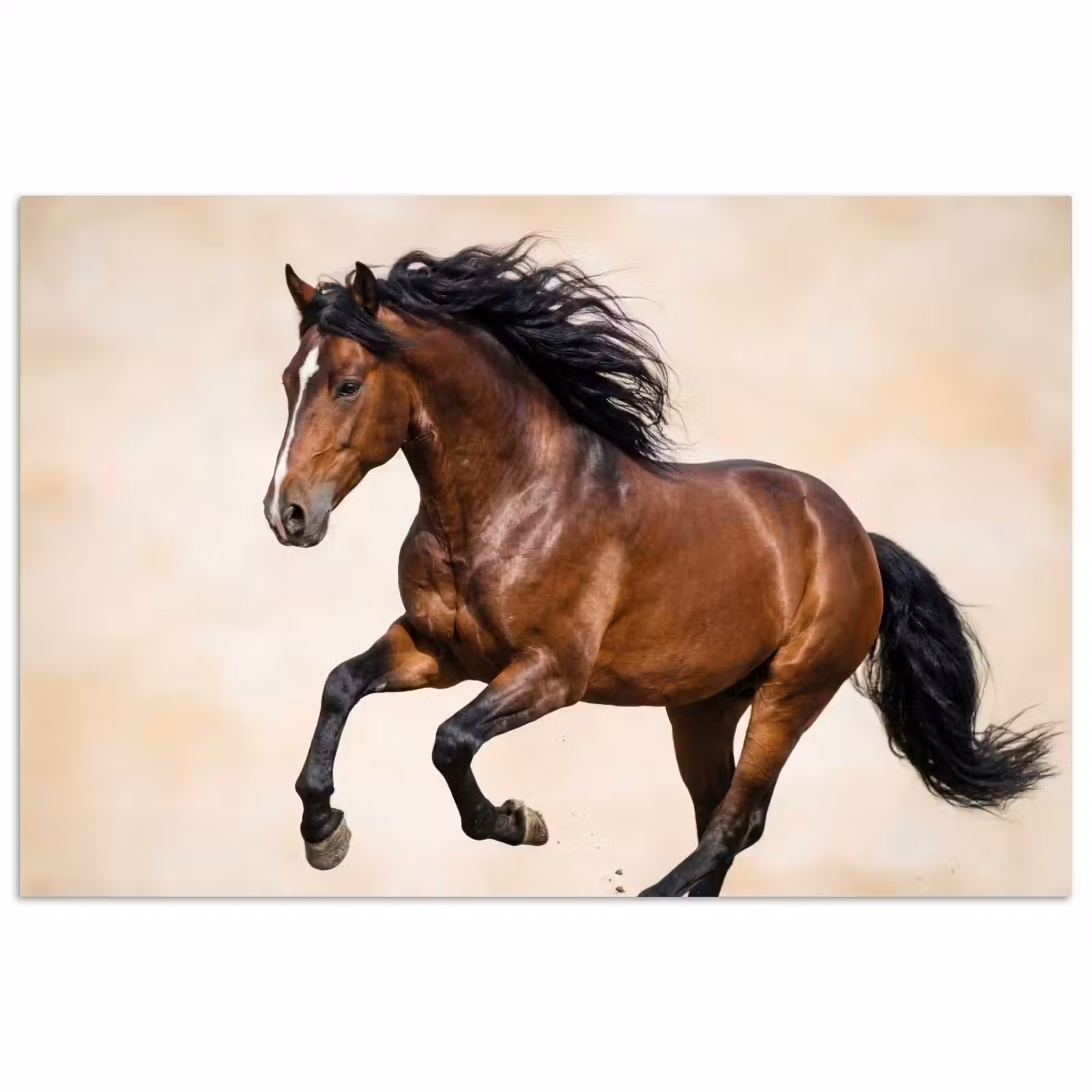 Poster - Paard - Galop - Energie — 1