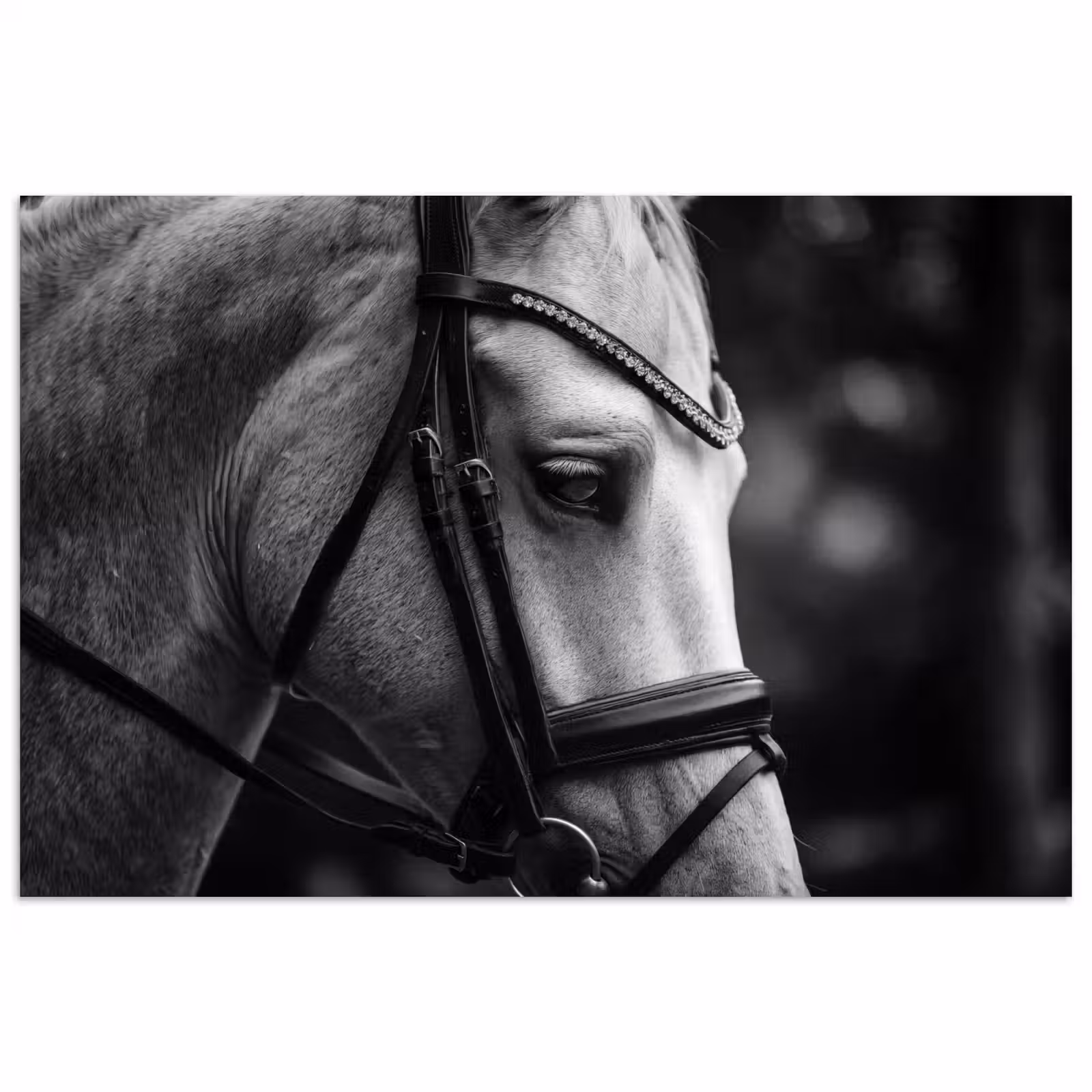 Poster - Paard - Schimmel - Portret — 1