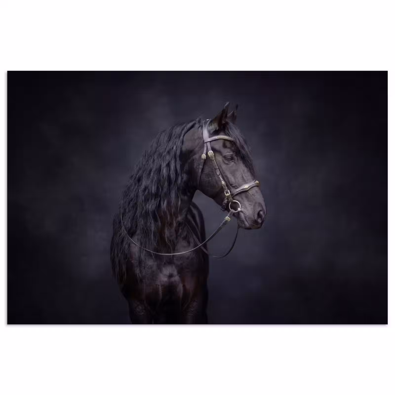 Poster - Portret - Paard - Donker — 1