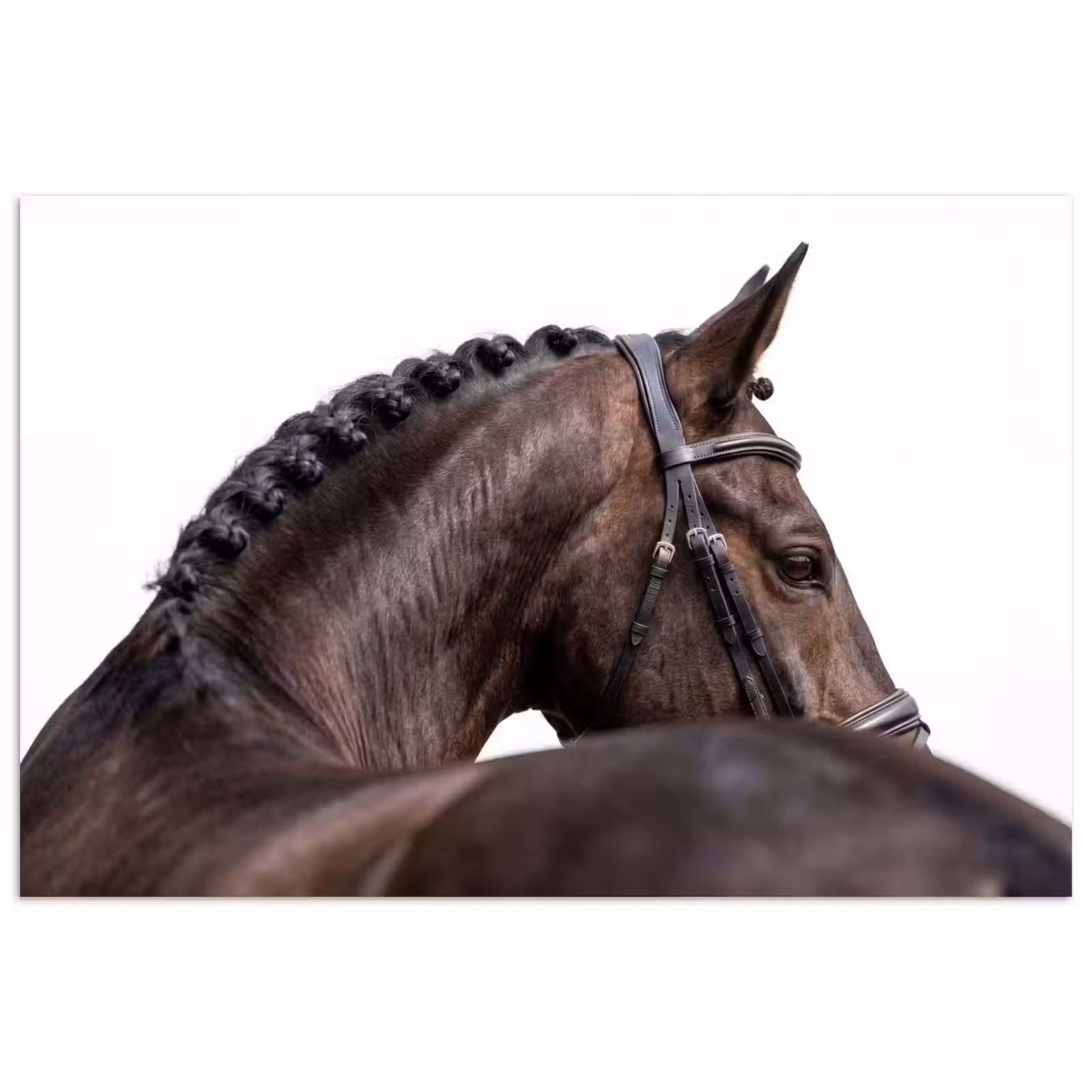 Poster - Portret - Paard - Elegant — 1