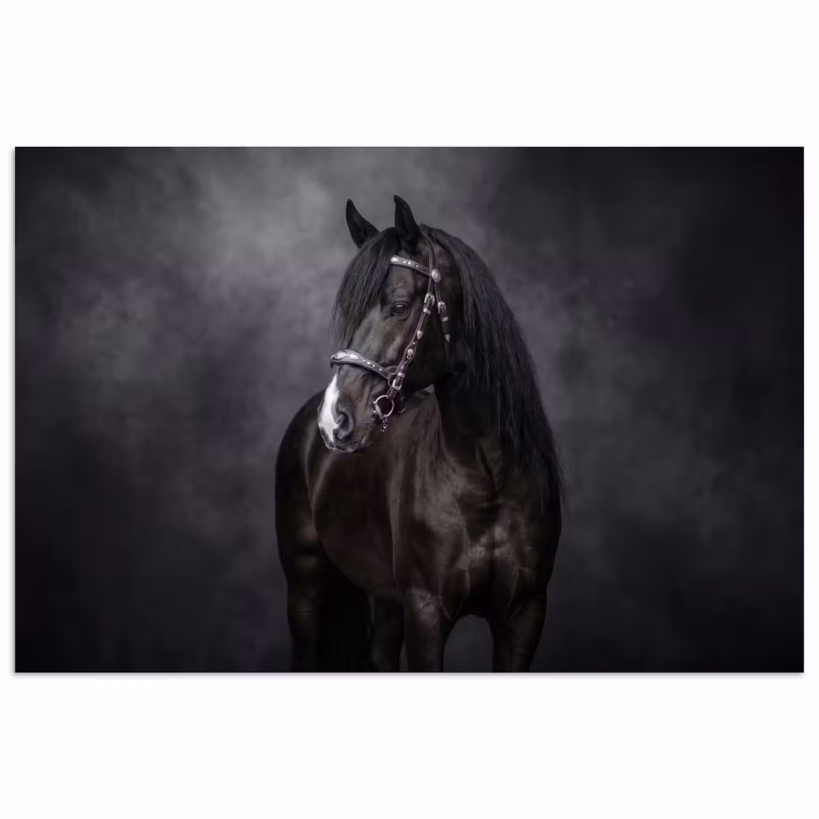 Poster - Portret - Paard - Zwart — 1