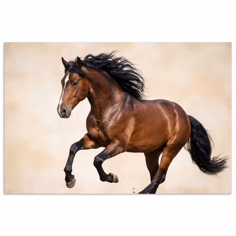Poster - Paard - Galop - Energie — 1